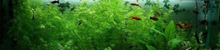 10 plantes d'aquarium à croissance rapide