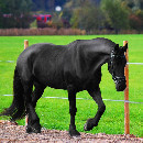 Pension pour chevaux : quelles solutions pour loger son cheval ?