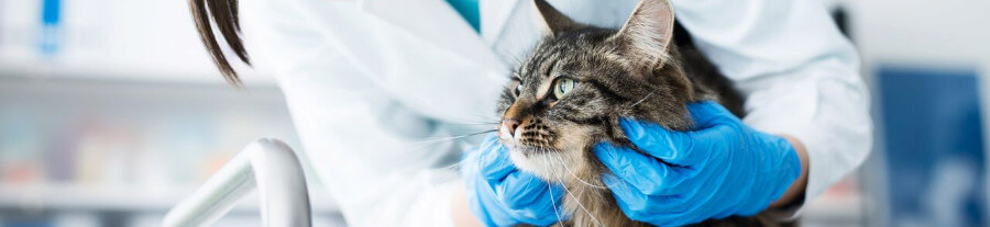 Tout savoir sur la vaccination du chat