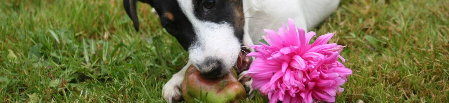 L'alimentation pour chiens : les bienfaits de l’alimentation ménagère