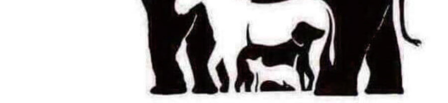 Combien d'animaux voyez-vous sur cette photo ?