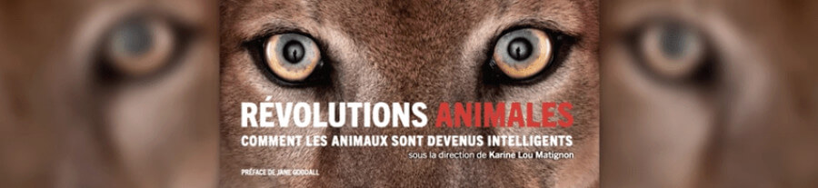 Livre : Révolutions animales : Comment les animaux sont devenus intelligents