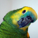 Adopter un perroquet Amazone comme animal de compagnie