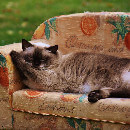 Le diabète chez le chat