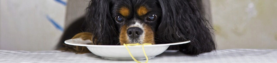 Que faire si mon chien ne mange pas ses croquettes ?