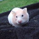 Mon hamster perd ses poils, comment réagir?
