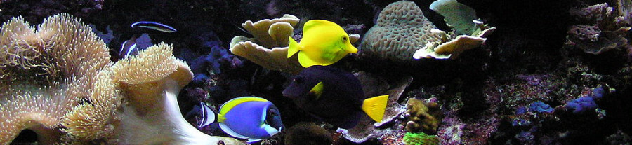 10 poissons pour un aquarium d'eau de mer