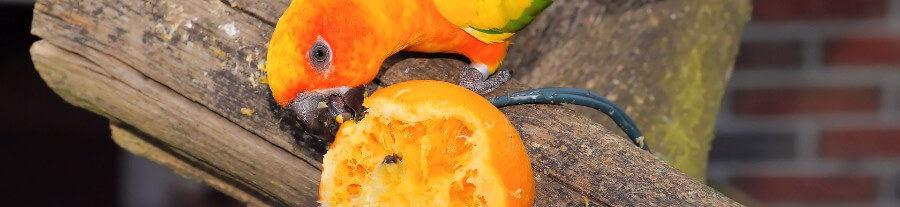 Alimentation des perroquets