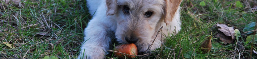 7 vidéos d'animaux qui ont décidé de se mettre au vert