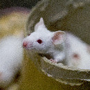 La cage de la souris domestique