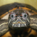Vous souhaitez adopter une tortue d’eau ?