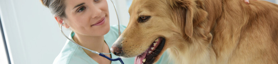 La toux de chenil : pourquoi faut-il vacciner votre chien ?