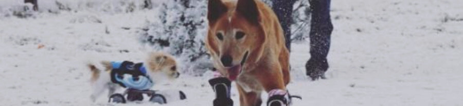 Incroyable histoire : Naki’o, le chien bionique aux  prothèses jambière