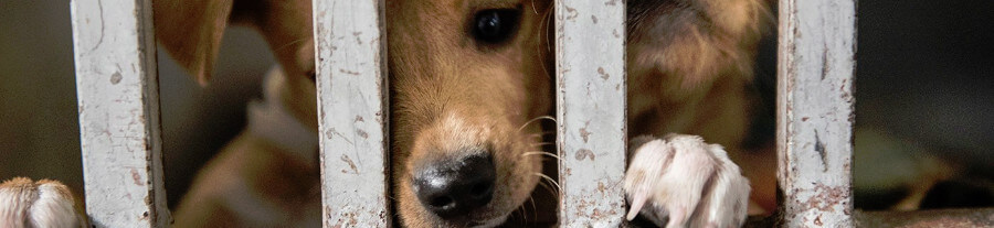 SPA : record d’adoption d’animaux en 2016