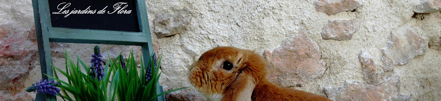 Interview : Les jardins de Flora, élevage de lapins nains bélier et nains couleur