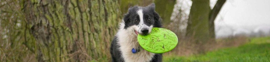 Jouet Frisbee pour chien : prix et conseils d’utilisation