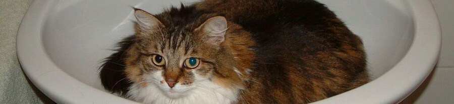 La cystite chez le chat : symptômes et traitement