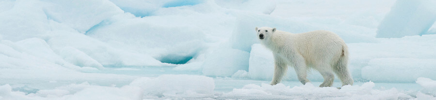 27 février, journée internationale de l’ours polaire