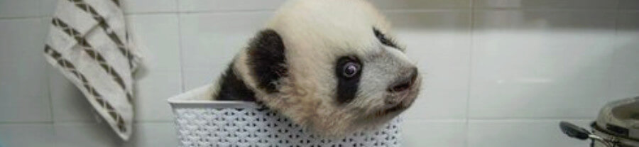 Quand un photographe du National GEO capture des bébés pandas