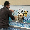 Lavage pour chien en libre-service
