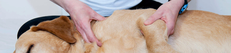 Premiers secours canin et félin : formation tous publics proposée par le centre Alforme