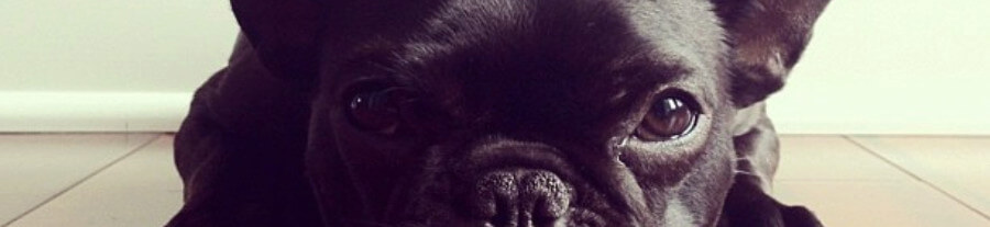 Trotter, le bouledogue français le plus photogénique d'Instagram !