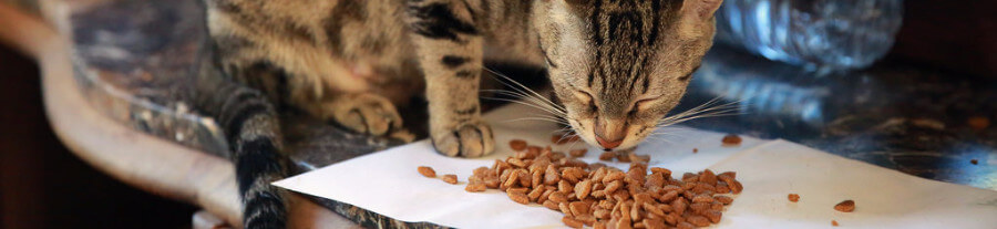 Tout savoir sur les croquettes pour chat sans céréales