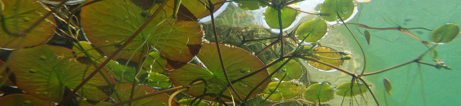 10 plantes d’aquarium sans substrat
