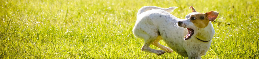 Noms de chien en 