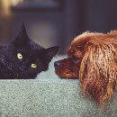 Chats, chiens, rongeurs, NAC : comment faire cohabiter vos animaux de compagnie ?
