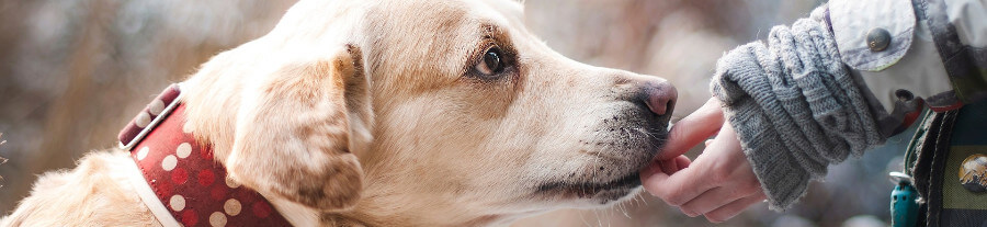 Nesha, une labrador toxicomane sauvée grâce à un refuge