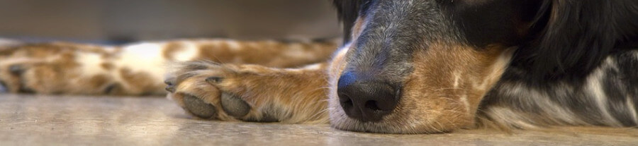 Des chiens au service de l’homme : chiens d’assistance et chiens thérapeutes