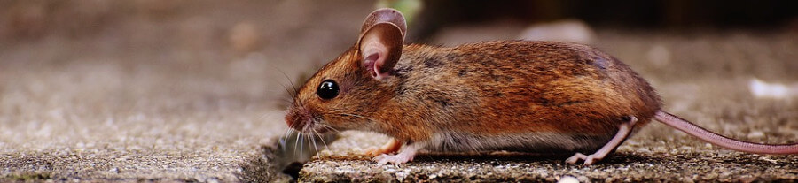 L'alimentation de la souris domestique