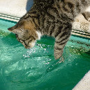 5 races de chats qui aiment l'eau