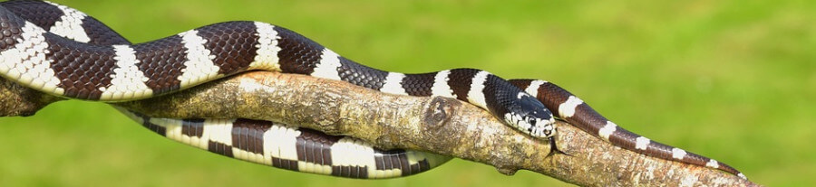 Top 7 serpents domestiques de petite taille