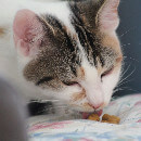 Changement d'alimentation du chat : guide pratique