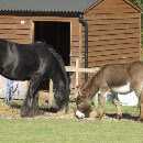 La cohabitation du cheval avec d'autres animaux