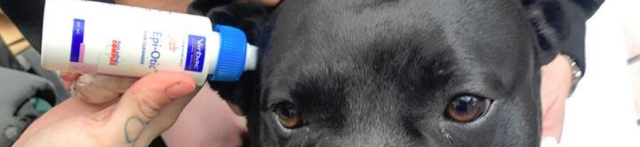 À Londres, les vétérinaires de StreetVet soignent gratuitement les chiens des sans-abri