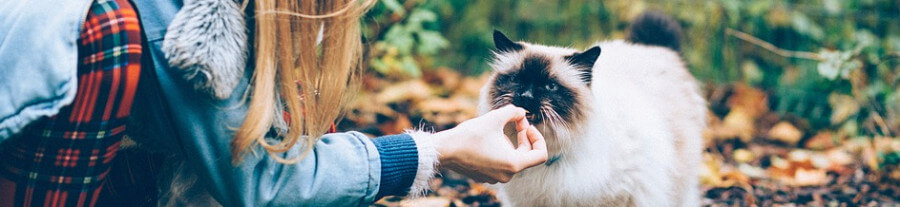 Tout savoir sur les distributeurs de croquettes pour chat