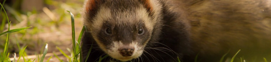 L'odeur du furet domestique