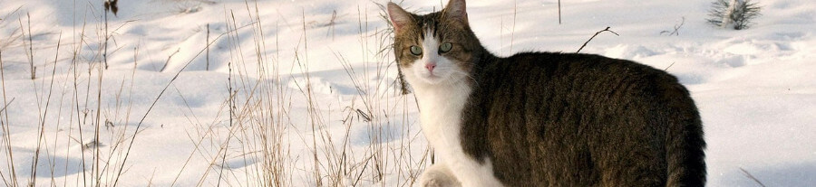 Comment savoir si son chat a froid ?