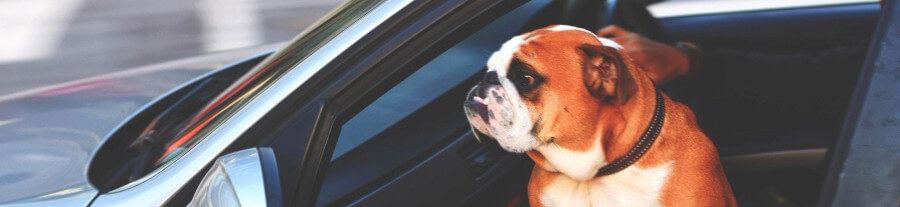 Transporter son chien en voiture : guide pratique