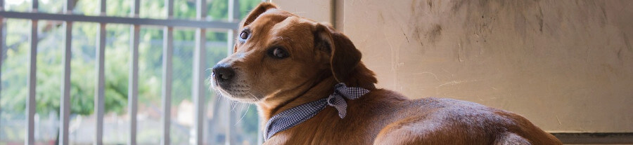 L'incontinence urinaire chez le chien