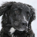 Emmener son chien à la neige : guide pratique