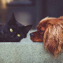 10 meilleures races de chats pour un foyer avec un chien