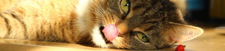 Mon chat lèche ou mange du plastique, que faire ?