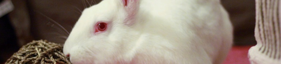 Adopter un animal de laboratoire : Entretien avec l’association White Rabbit