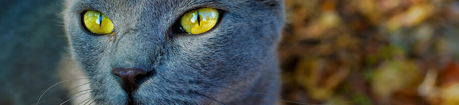 Comment nettoyer les yeux du chat