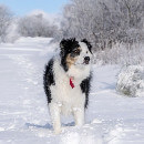 8 races de chiens qui supportent bien le froid