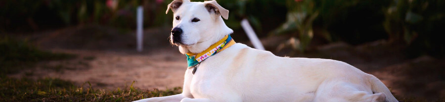 Huile de sardine pour chien et chat, bon oméga pour la santé